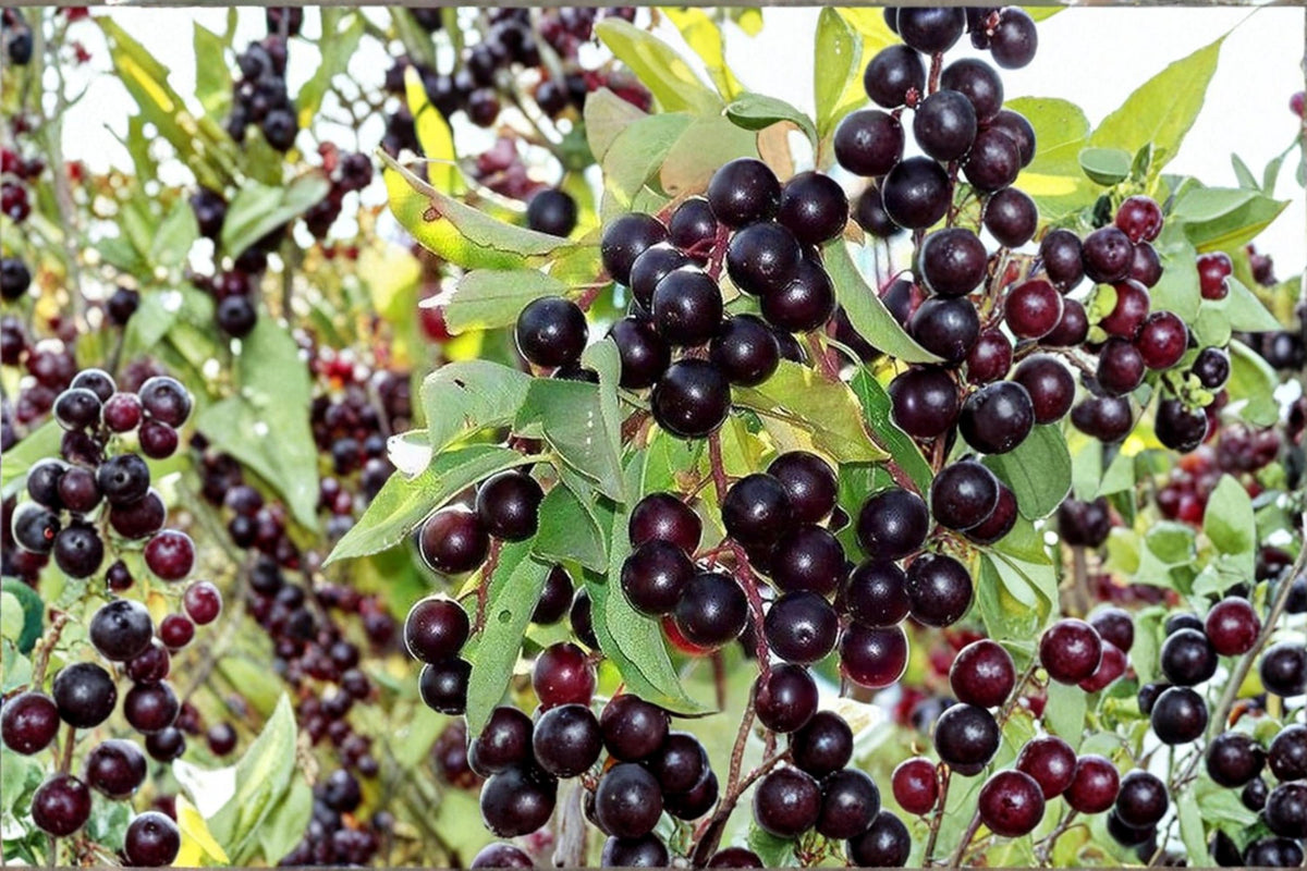 Purple Chokecherry Seeds – Prunus virginiana – Ornamental Deciduous Tree with Deep Purple Foliage and Fragrant Spring Flowers