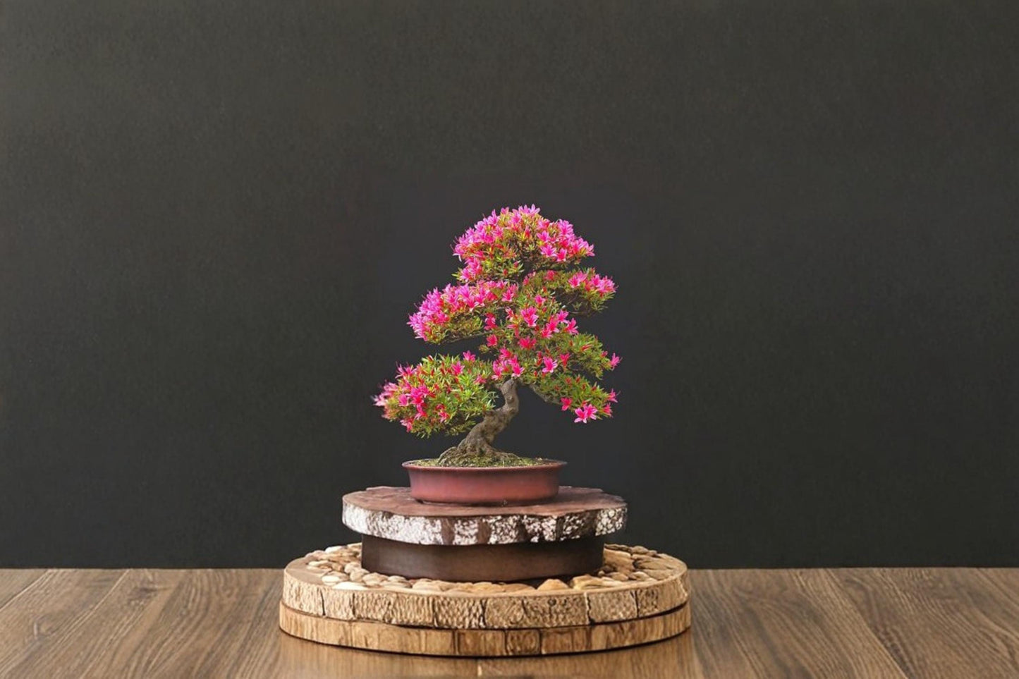 Royal Azalea Bonsai Seeds – Rhododendron schlippenbachii, Pink Flowers, Ornamental Shrub, Container & Woodland Plant