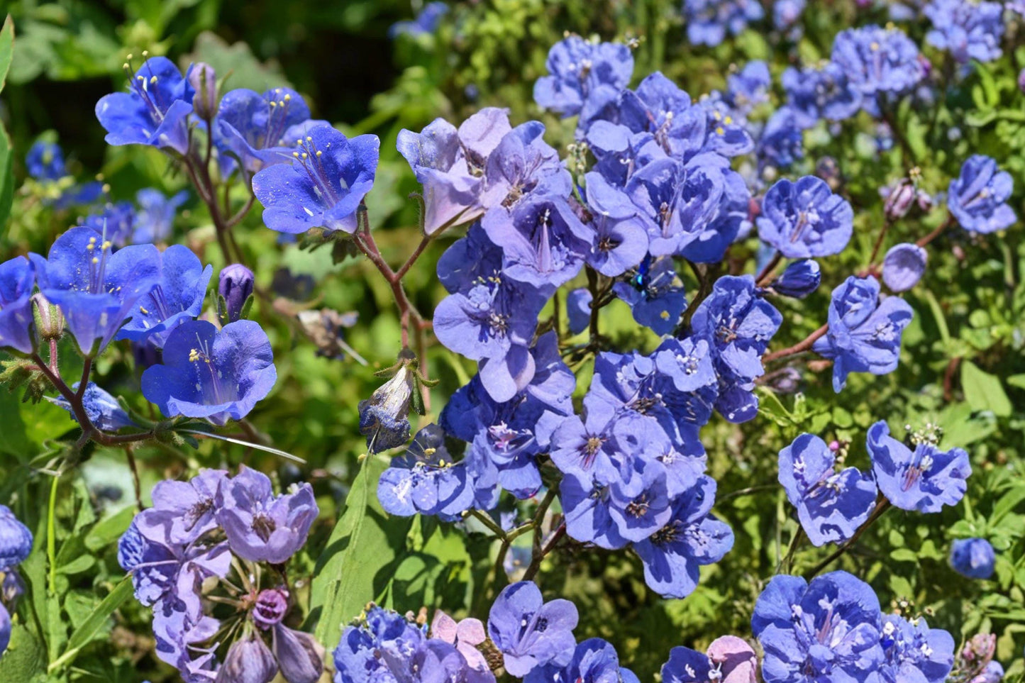 California Bluebell Seeds – 1000 Blue Annual Wildflower Phacelia campanularia for Gardens, Borders, and Ground Cover