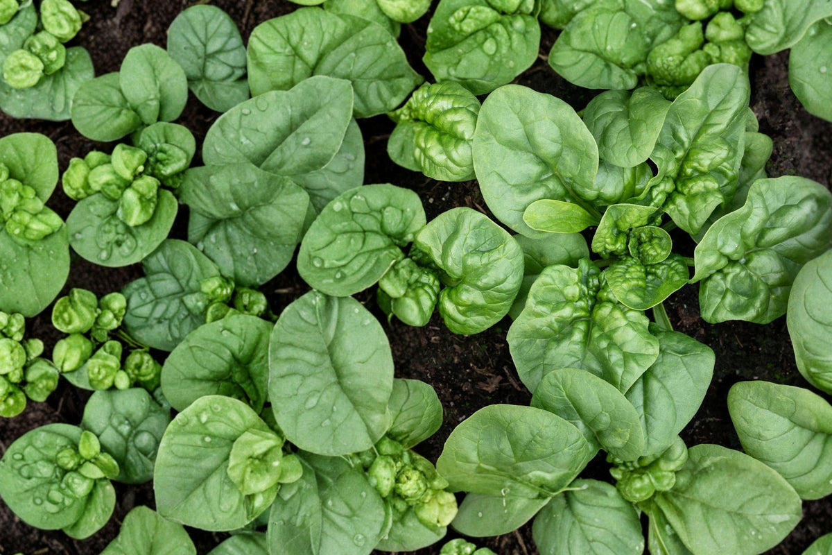 Bloomsdale Long Standing Spinach Seeds – Heirloom Leafy Green, Spinacia oleracea, Dark Green Savoyed Leaves, Vegetable Seed Pack