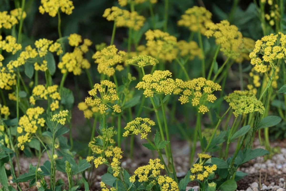 Golden Alexanders Seeds – Perennial Wildflower Zizia aurea, Bright Yellow Flowers for Native Gardens and Borders