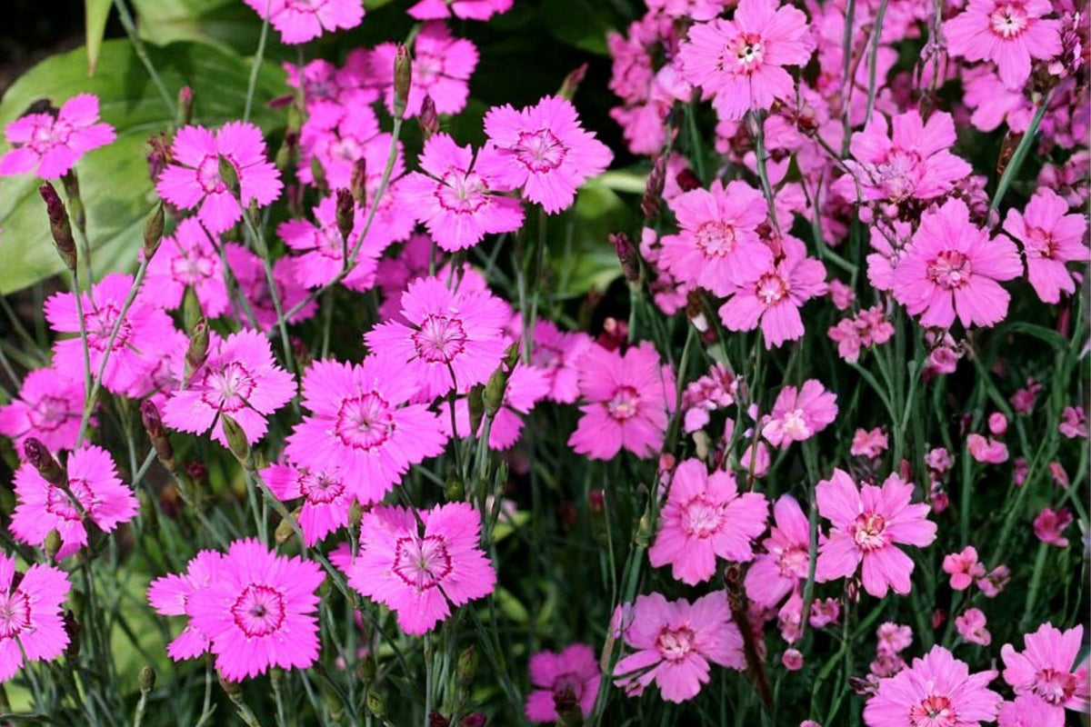 Maiden Pinks Seeds 500 Pack – Perennial Ground Cover Flower Dianthus deltoides Pink Blooms for Borders & Rock Gardens