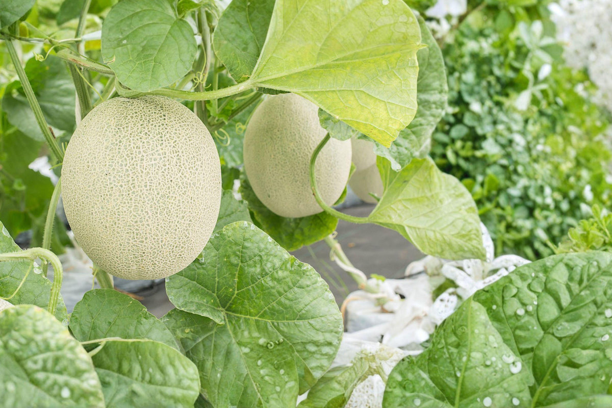 Honey Dew Melon Seeds – Non-GMO Cucumis melo, Sweet Light Green Flesh, Vining Annual Vegetable Seed Pack