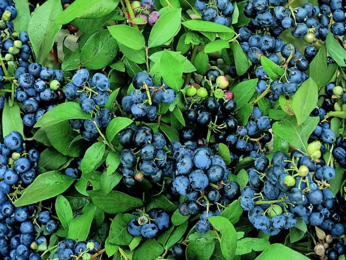 Top Hat Dwarf Blueberry Plant | Vaccinium angustifolium | Compact Edible Berry Shrub for Containers & Small Gardens