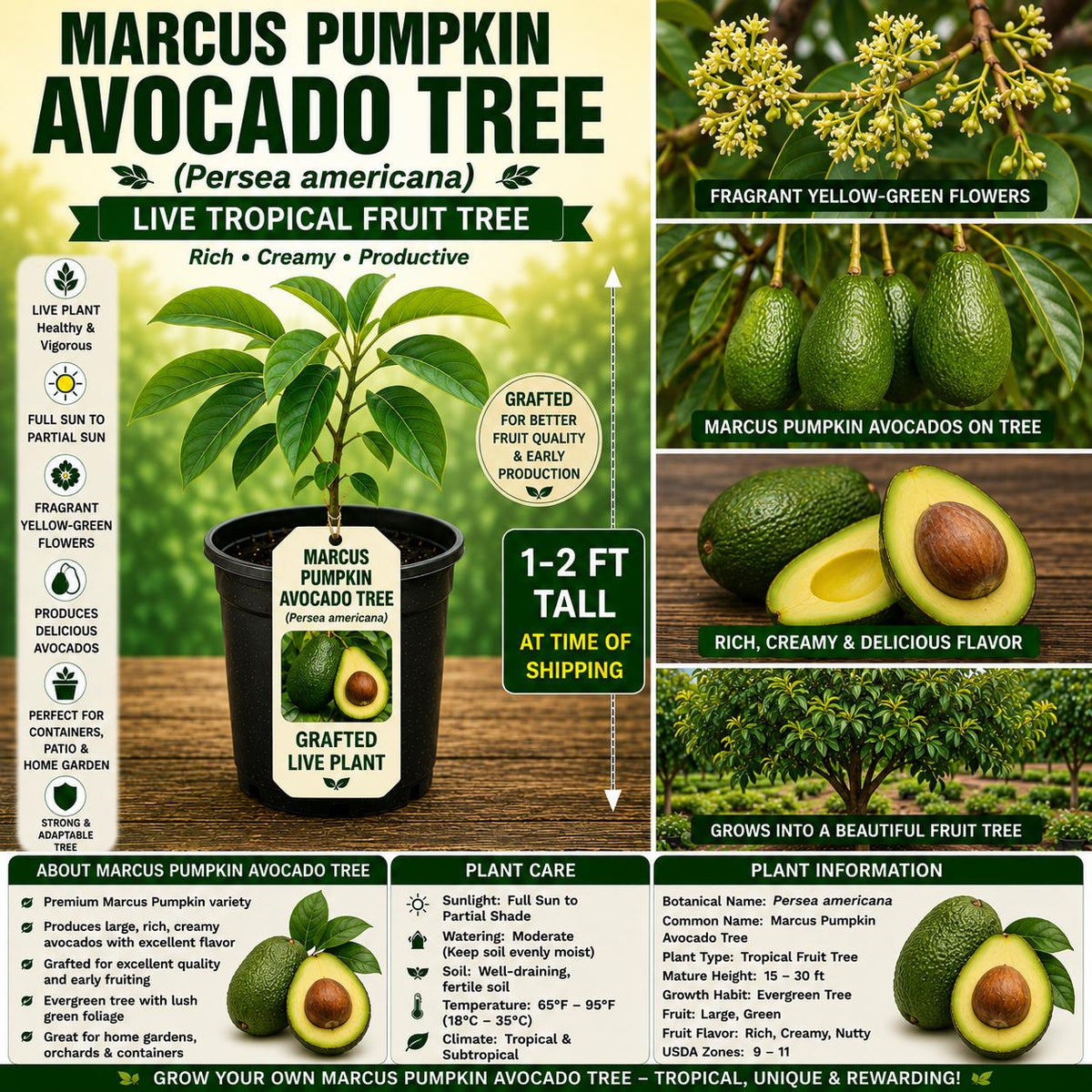 Live Marcus Pumpkin Avocado Tree – 1-2 Ft Tropical Fruit Tree, Persea americana, USDA Certified