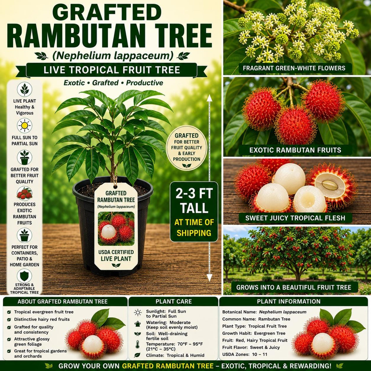 Grafted Rambutan Tree 2–3 Ft Live Plant, Nephelium lappaceum, Exotic Tropical Fruit Tree, USDA Certified
