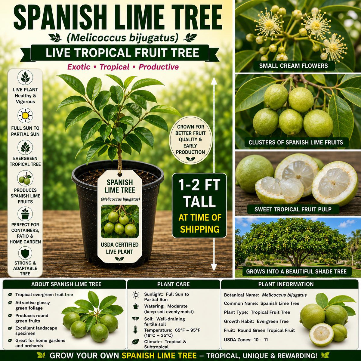 Spanish Lime Tree Live Plant 1–2 Ft Melicoccus bijugatus Tropical Fruit Tree for Garden, Orchard, Landscape