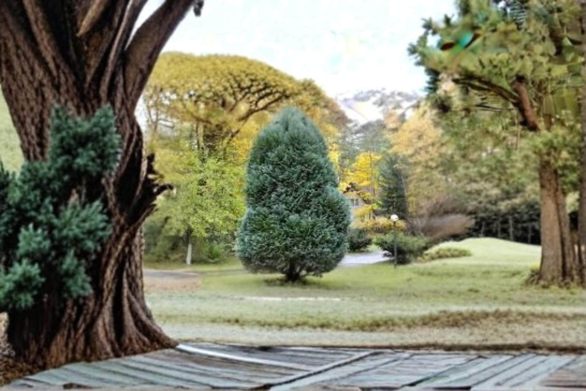 Oriental Arborvitae Seeds – Platycladus orientalis Evergreen Conifer for Hedges, Privacy Screens, Landscaping, 40 Seeds