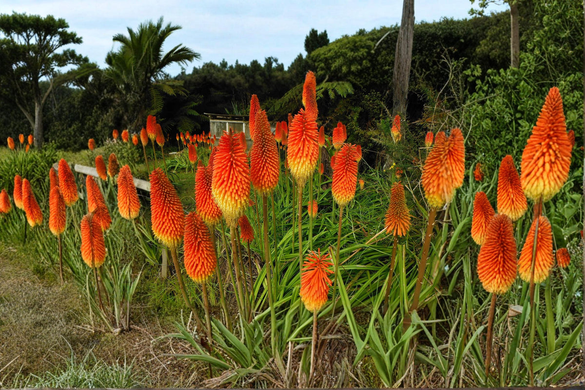 Red Hot Poker Flower Seeds 50+ Kniphofia uvaria Perennial Torch Lily for Garden Borders & Landscape