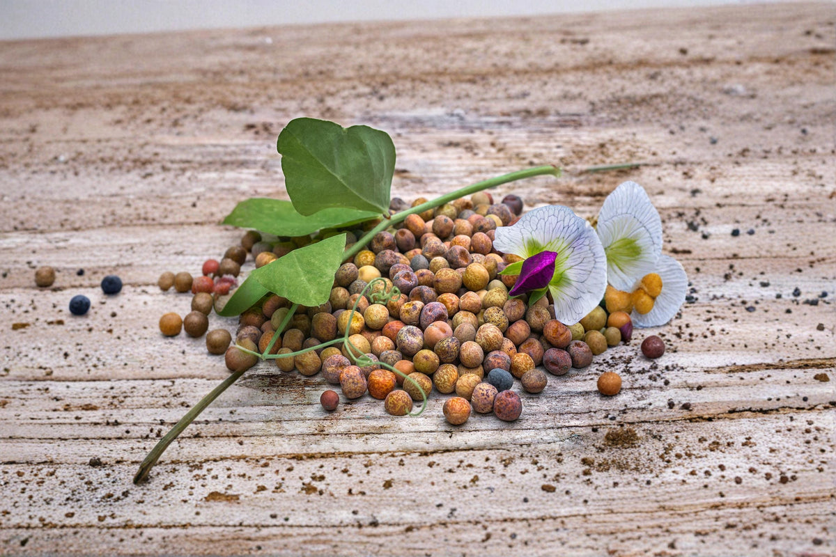Austrian Winter Pea Seed – Pisum sativum Cover Crop, Forage, Wildlife Food Plot, Green Manure, Cool-Season Annual Legume