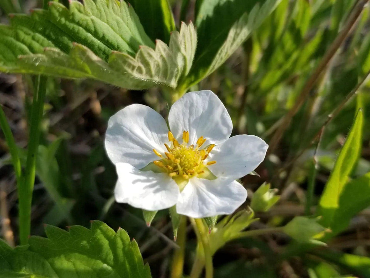 Prairie Cinquefoil Seeds – Drymocallis arguta Wildflower Seeds for Pollinator Gardens, Meadow, Borders, Natural Landscape