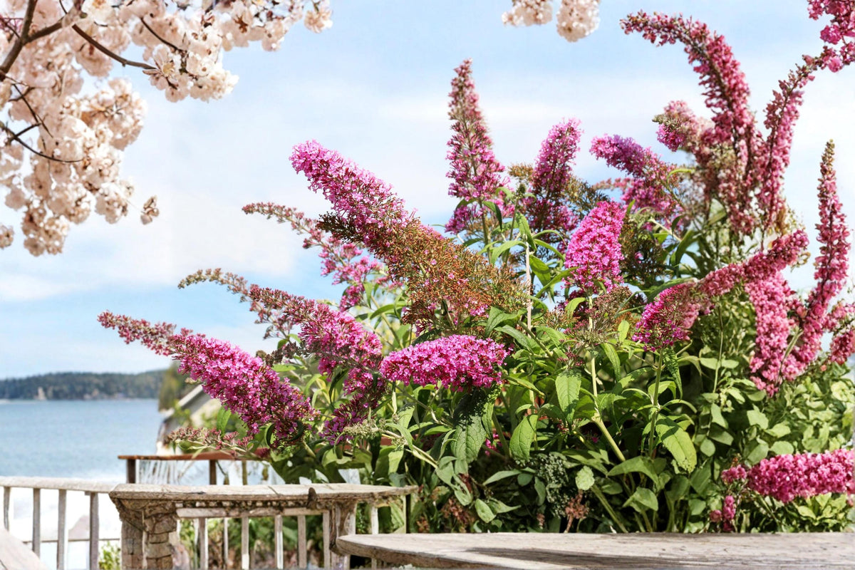 Mixed Colors Butterfly Bush Seeds, Buddleia davidii Flowering Shrub, 100 Seeds for Garden Planting