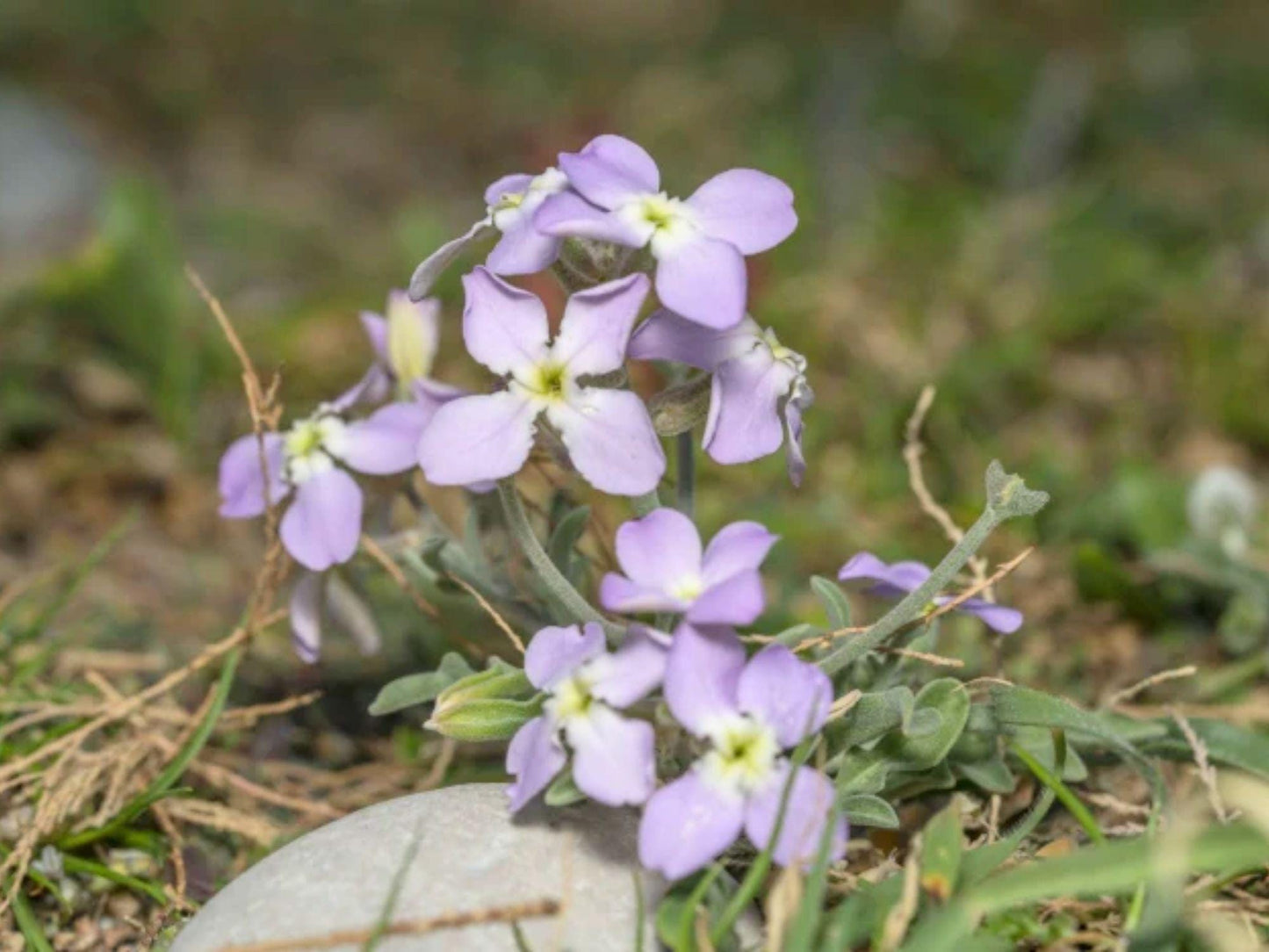 100 Seeds Evening Scented Stock Wildflower Seeds for Pollinator Gardens – Matthiola longipetala Cottage Garden, Meadow, Natural Landscape