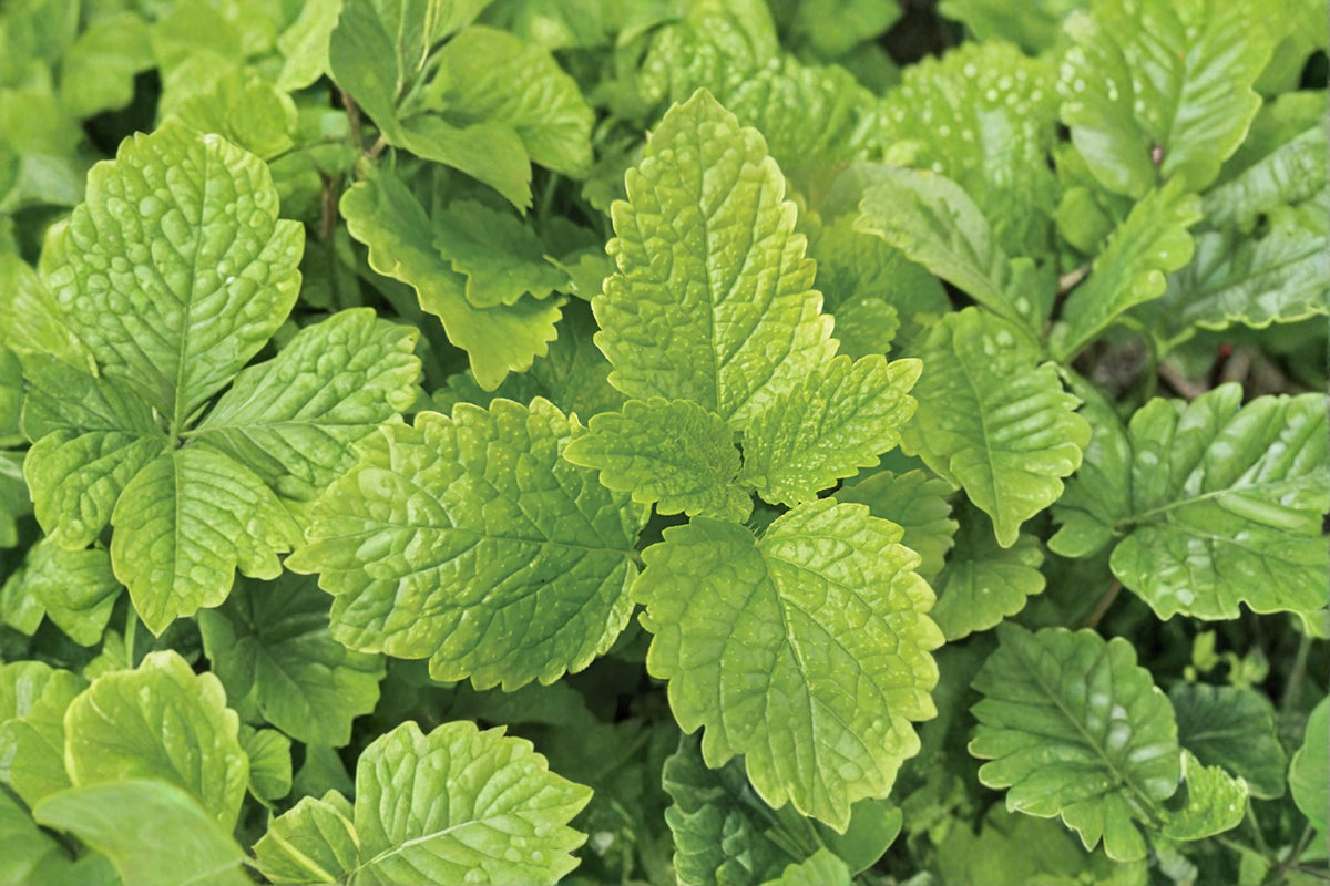 Lemon Balm Seeds 500 Melissa officinalis Fragrant Perennial Herb for Garden & Container Planting