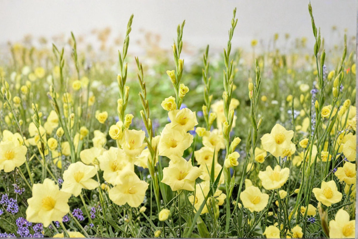 Lime Green Gladiolus Bulbs – Large Flowering Ornamental Garden Bulbs – Gladiolus spp.
