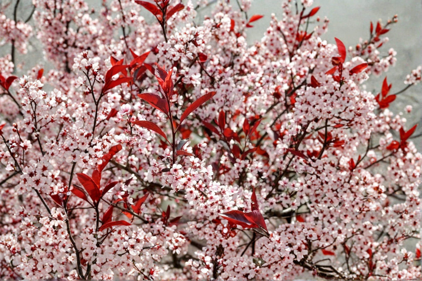 Western Sand Cherry Seeds – Prunus pumila var. besseyi Ornamental Shrub for Landscaping and Bonsai, 6 Seeds