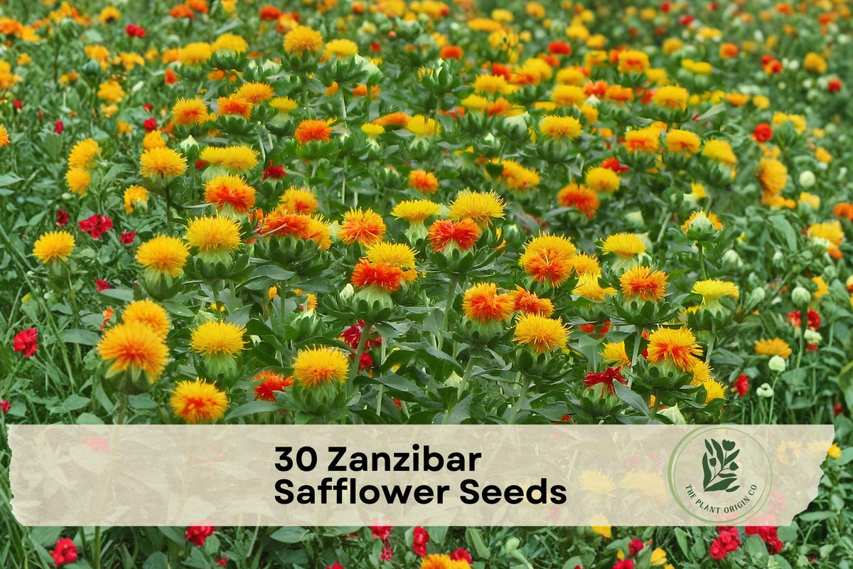 Zanzibar Safflower Seeds, Ornamental Flower Seeds, Carthamus tinctorius, Mixed Colors, Annual Flower, 30 Seeds