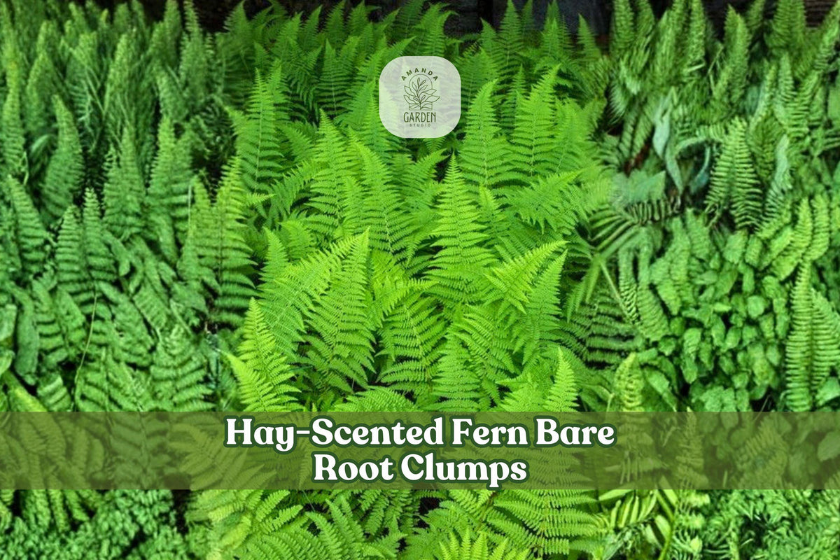 Hay-Scented Fern Bare Root Clumps | Dennstaedtia punctilobula Native Shade Garden Ferns for Woodland Landscapes