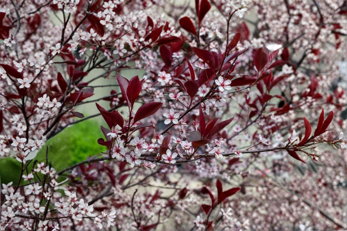 Sand Cherry Bush Seedlings – Prunus pumila Ornamental Shrub for Landscaping, Borders & Gardens (2 Live Plants)