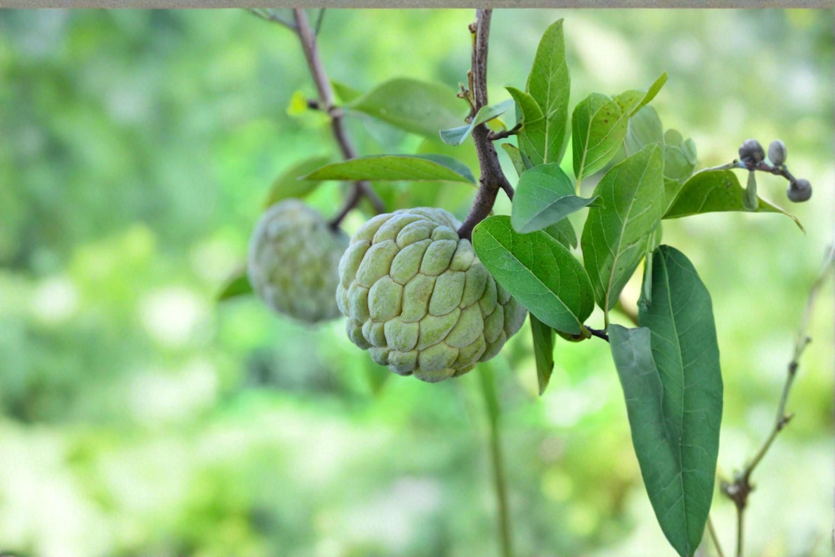 Sugar Apple Tree Seeds – Annona squamosa Tropical Fruit Tree for Bonsai, Garden & Container Planting