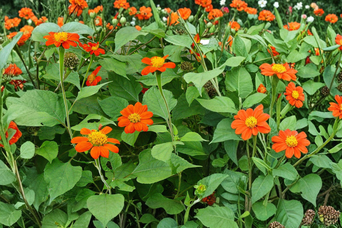 Mexican Sunflower Seeds – Tithonia rotundifolia – Red-Orange Annual Flower for Gardens and Pollinator Attracting