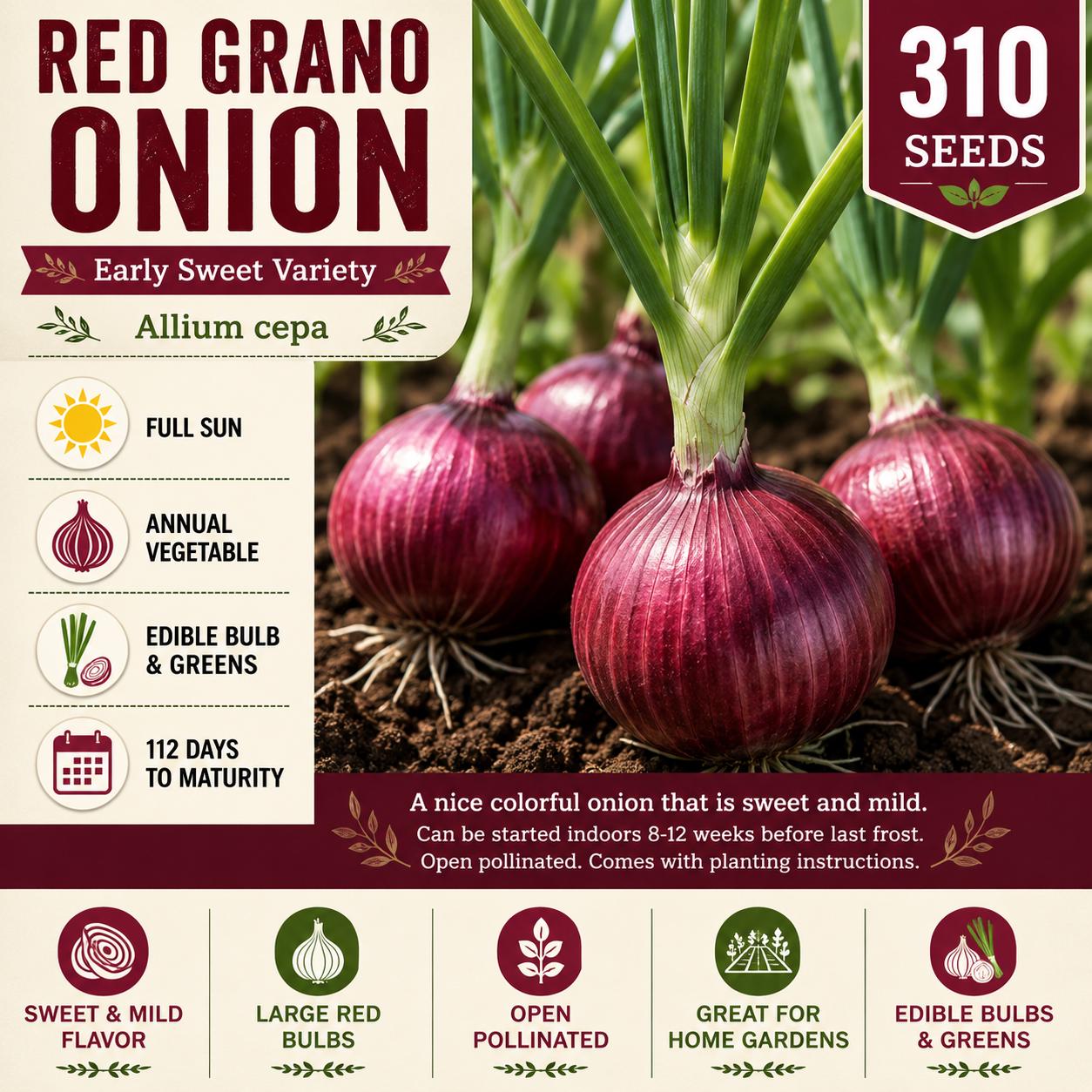 Red Grano Onion Seeds – Sweet Red Bulb Allium cepa, Vegetable, Annual, 310 Seeds