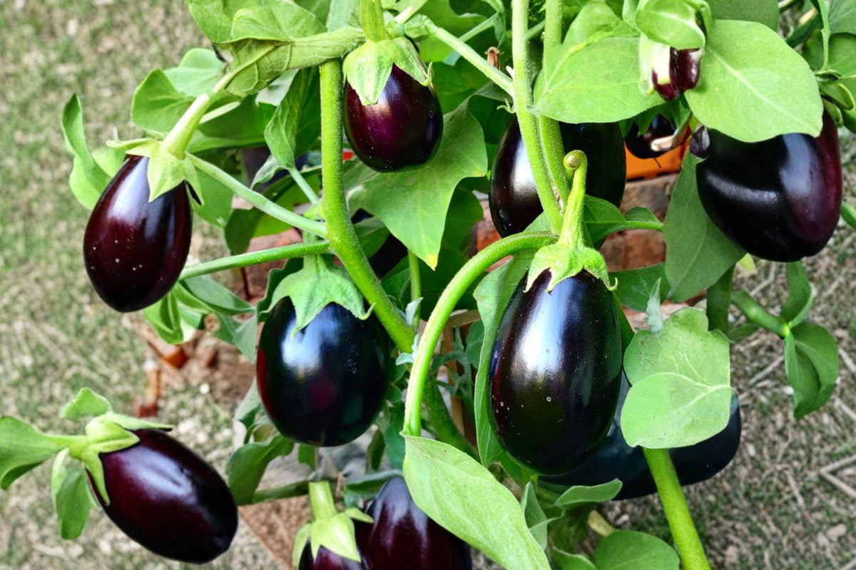 Black Beauty Eggplant Seeds – Heirloom Vegetable, Solanum melongena, Large Purple-Black Fruits, Annual Garden Plant, 178 Seeds