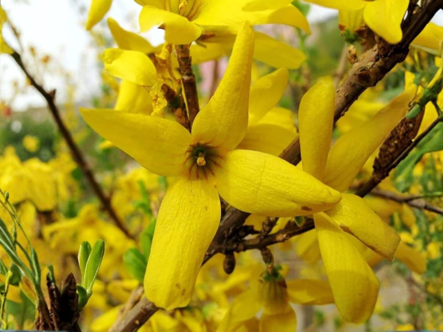 Forsythia suspensa Seeds – Heirloom Golden-Bell Weeping Shrub for Garden Planting, Ornamental Shrubs, Non-GMO, Seasonal Color
