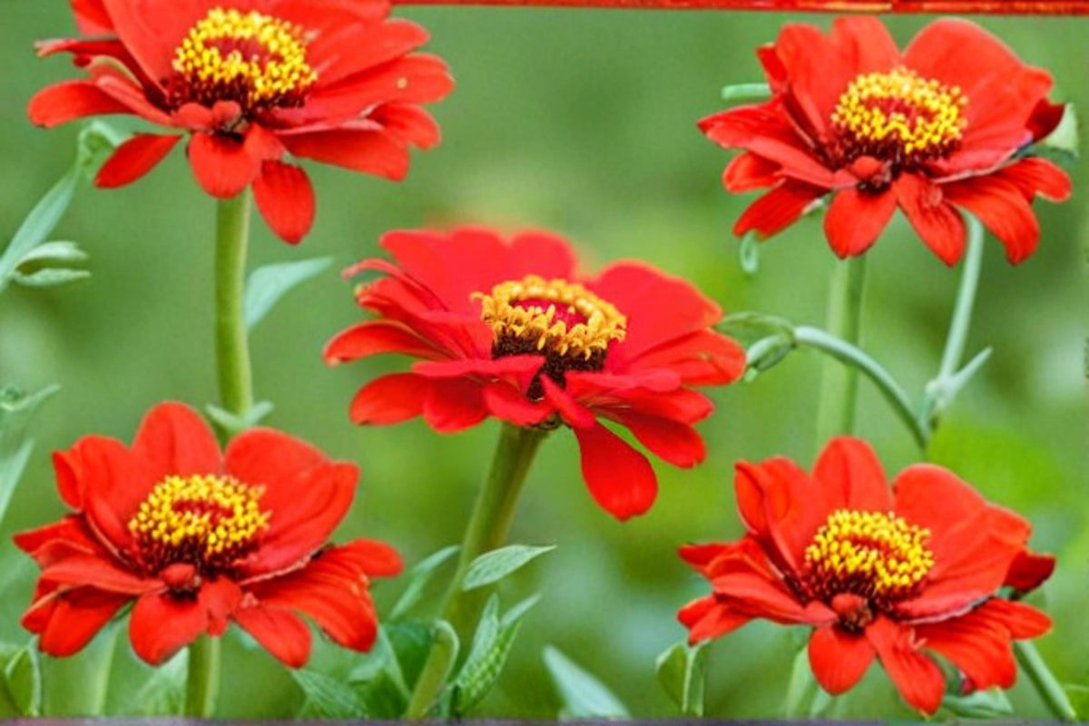 Meteor Shower Mix Zinnia Seeds 100 Pack – Colorful Flower Seeds for Garden, Pollinator & Cut Flower Planting, Zinnia elegans