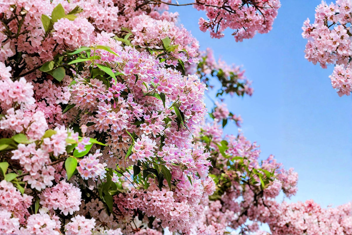 Beautybush Seeds 20 Pack – Kolkwitzia amabilis Flowering Shrub for Garden Planting, Pink Blooms, Ornamental Landscape Plant