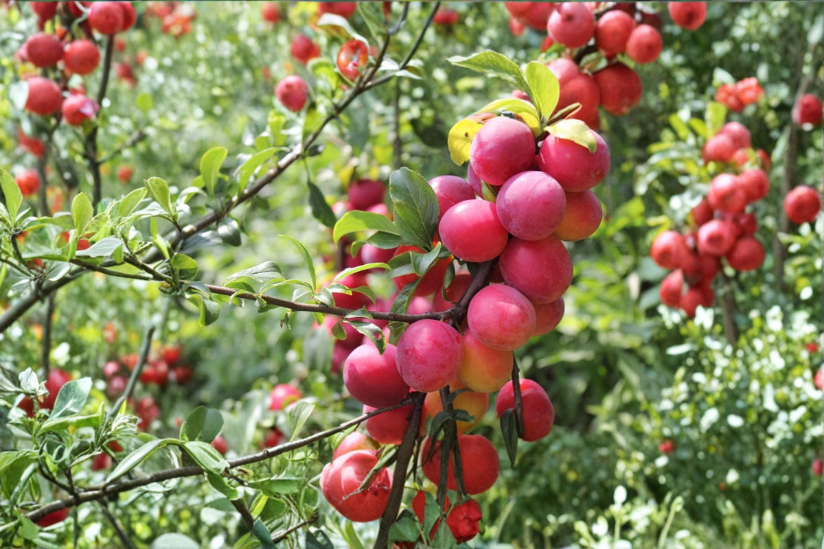 Wild Plum Tree Seeds 10 Pack Prunus umbellata Native Fruit Tree for Landscaping and Edible Gardens
