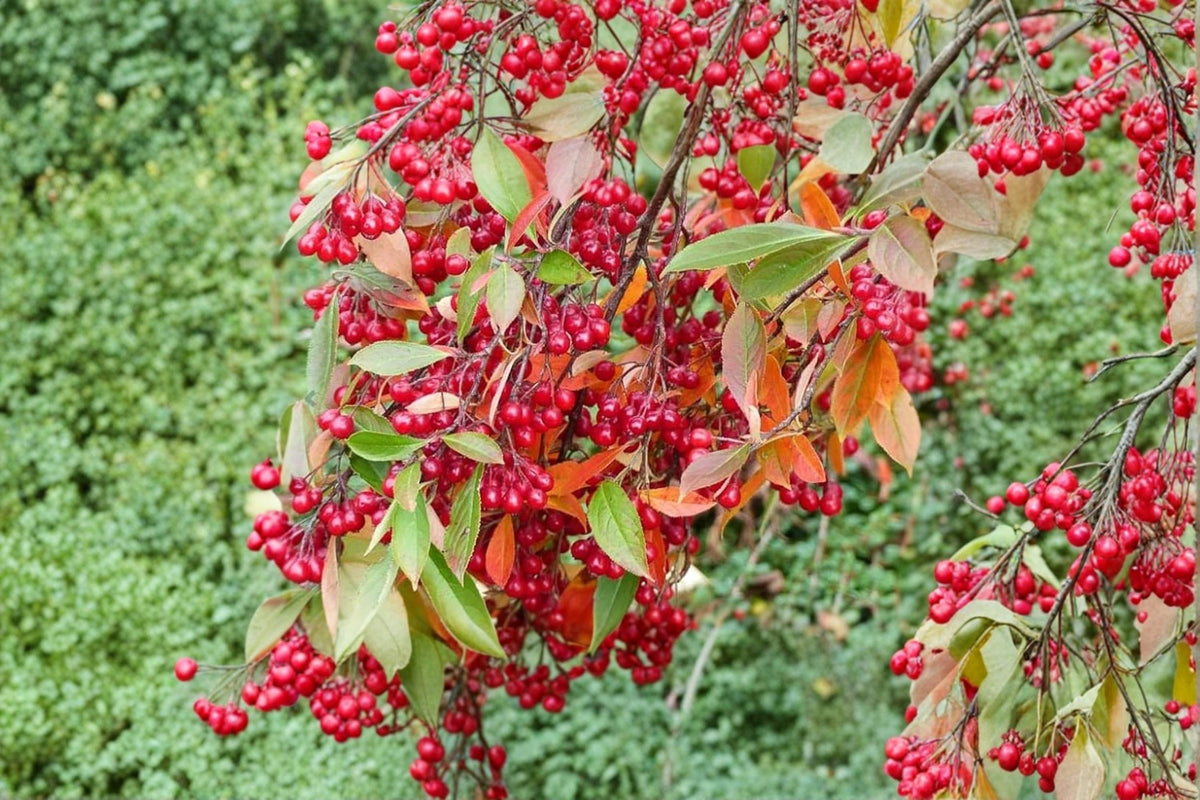 Red Chokeberry Seeds – Aronia arbutifolia Native Berry Shrub for Planting, Ornamental Red Berries & Seasonal Foliage