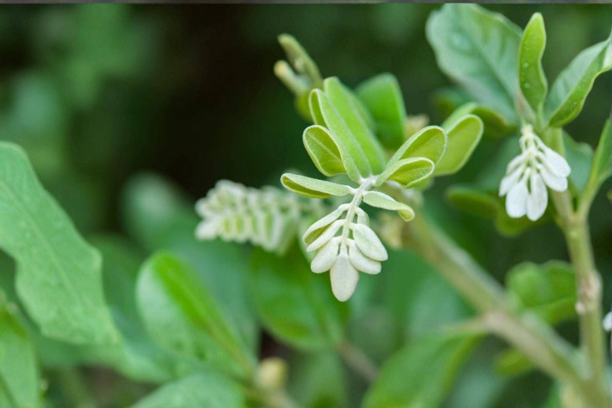 Silver Necklace Bush Seeds – Sophora tomentosa Tropical Flowering Shrub, Silver Foliage, Yellow Flowers, Coastal Garden Plant