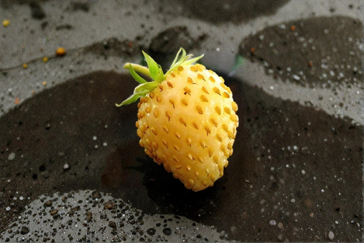 Yellow Wonder Strawberry Seeds – Non-GMO Alpine Fragaria vesca Fruit Seeds for Garden, Container & Edible Landscaping