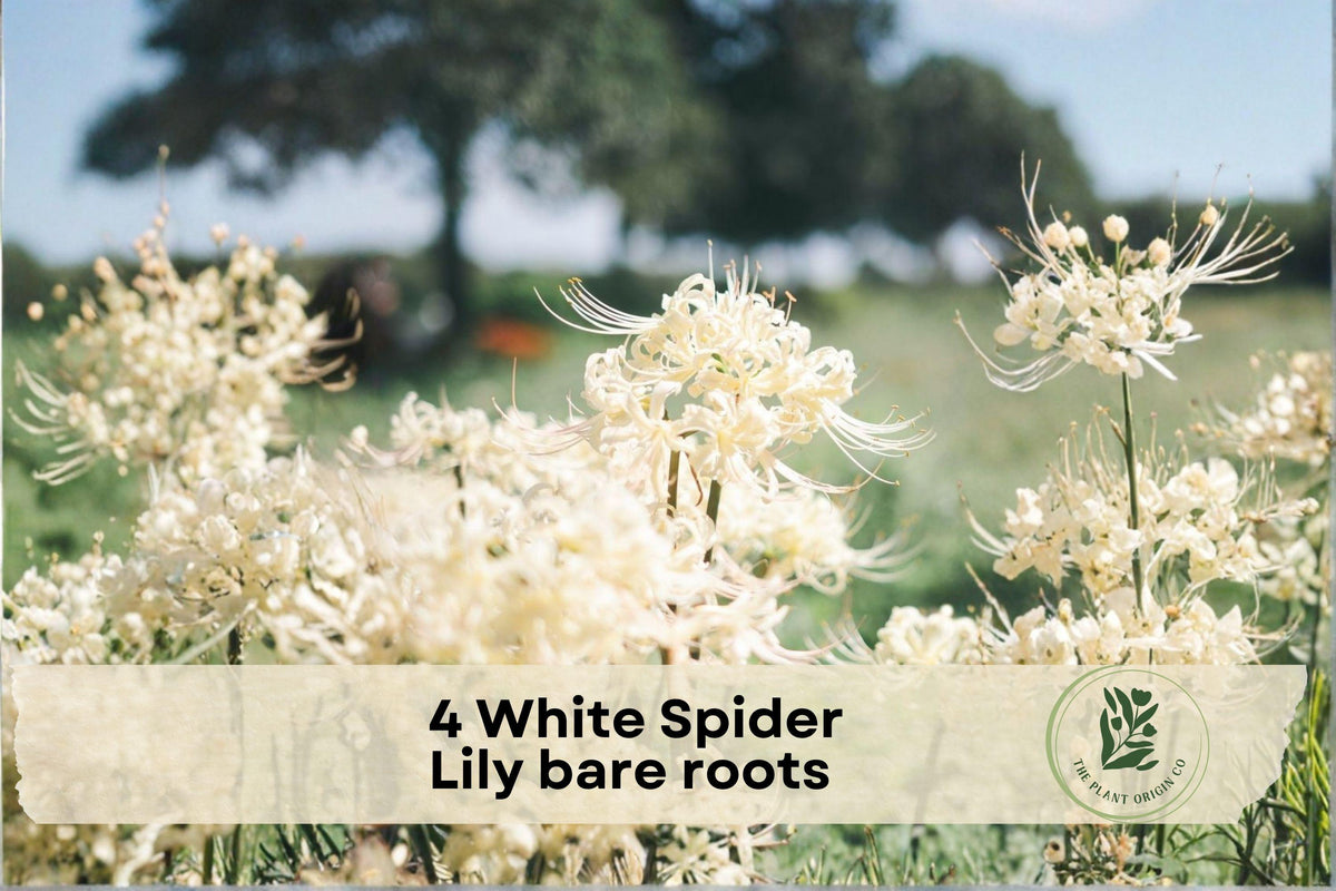 4 White Spider Lily Bare Roots - Hymenocallis 'Tropical Giant' Fragrant White Flowers, Ornamental Perennial for Garden, Border, Container