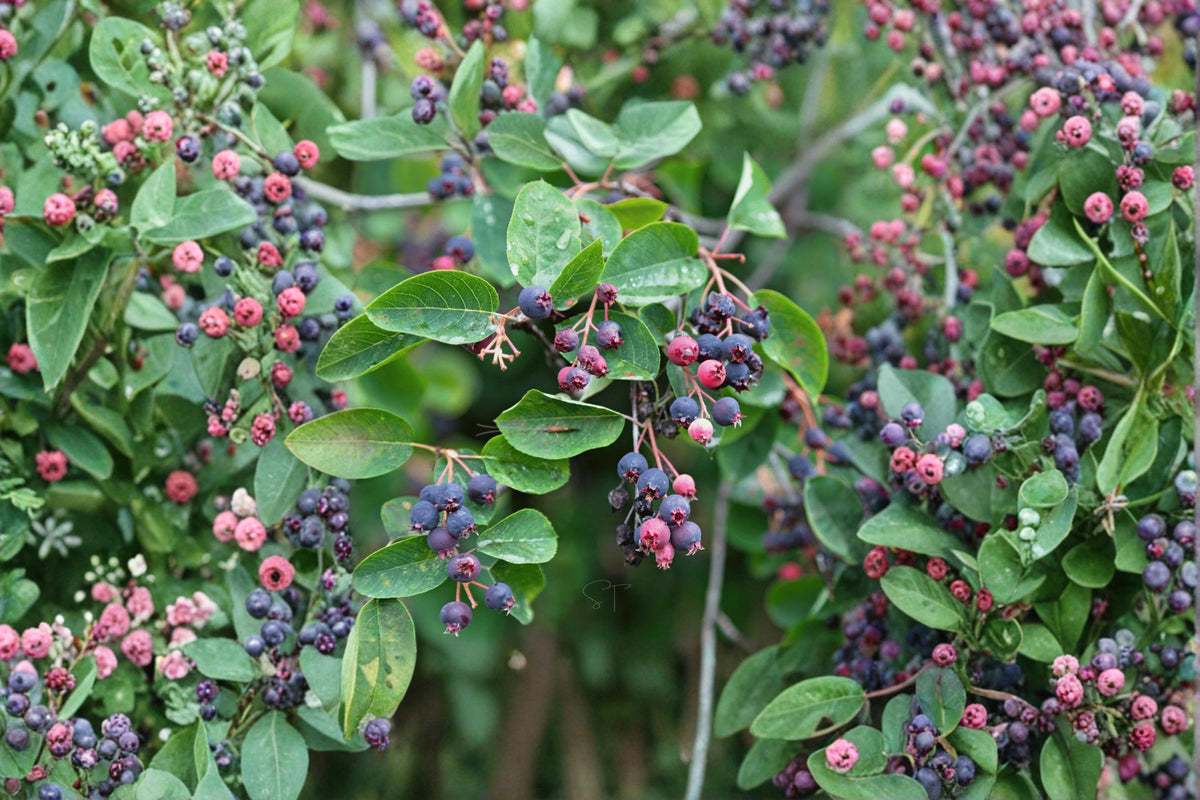 Juneberry Seeds for Planting – Amelanchier lamarckii Serviceberry Shrub Seeds with White Flowers & Edible Berries
