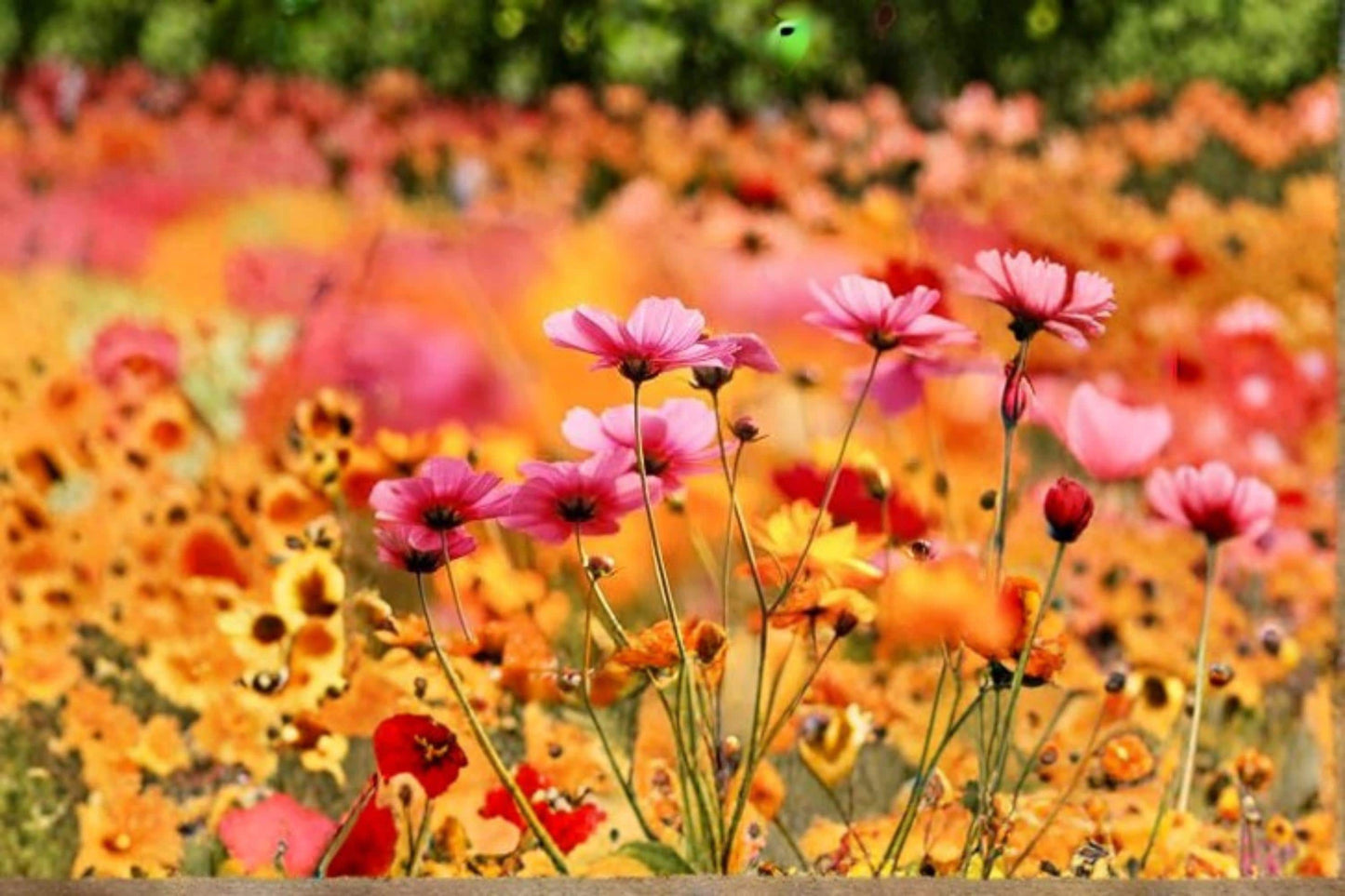 Crazy Mix Cosmos Seeds – Non-GMO Flower Seeds for Planting – Cosmos bipinnatus Wildflower Mix for Garden Beds & Pollinator Gardens