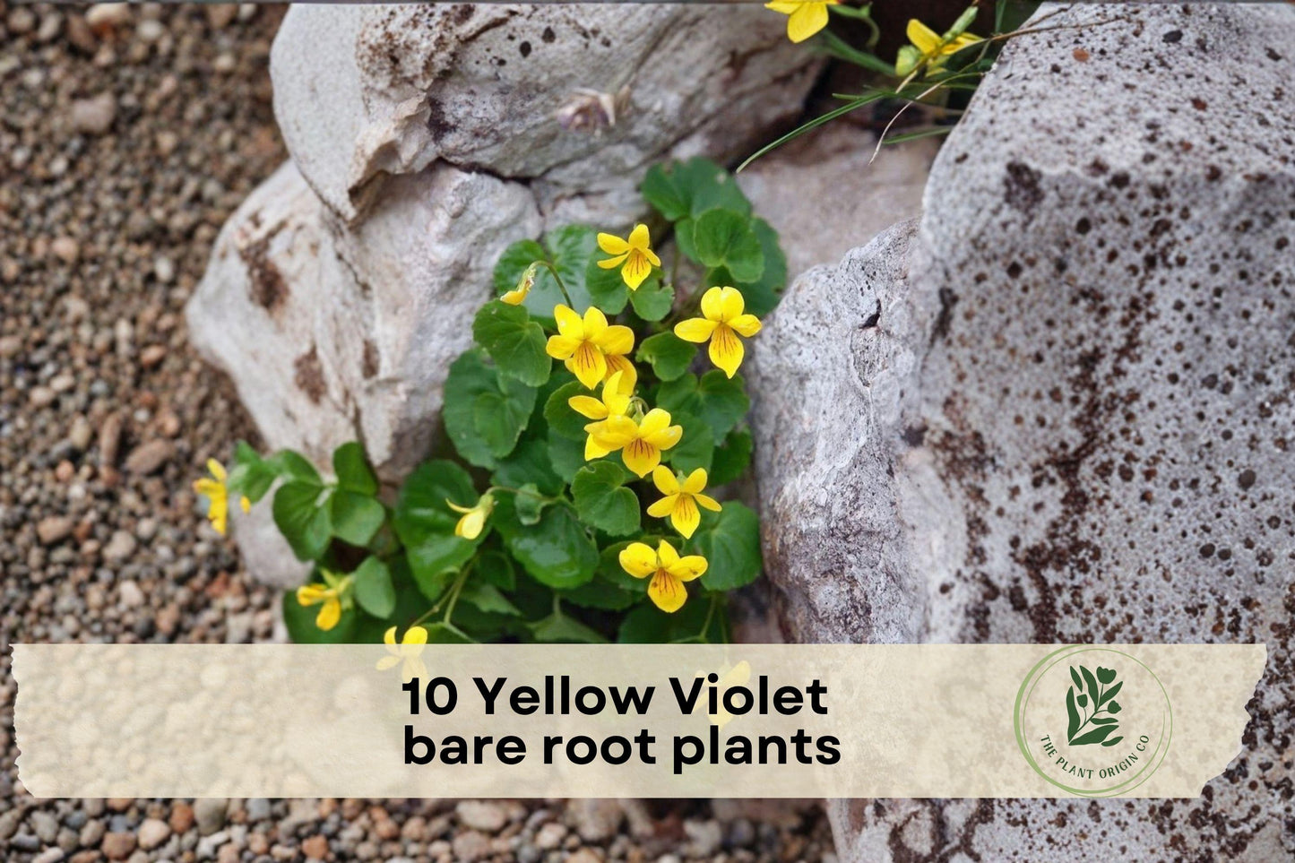 10 Yellow Violet Viola rotundifolia Bare Root Plants – Native Wildflower for Shade Gardens, Woodland, Pollinator-Friendly Ground Cover