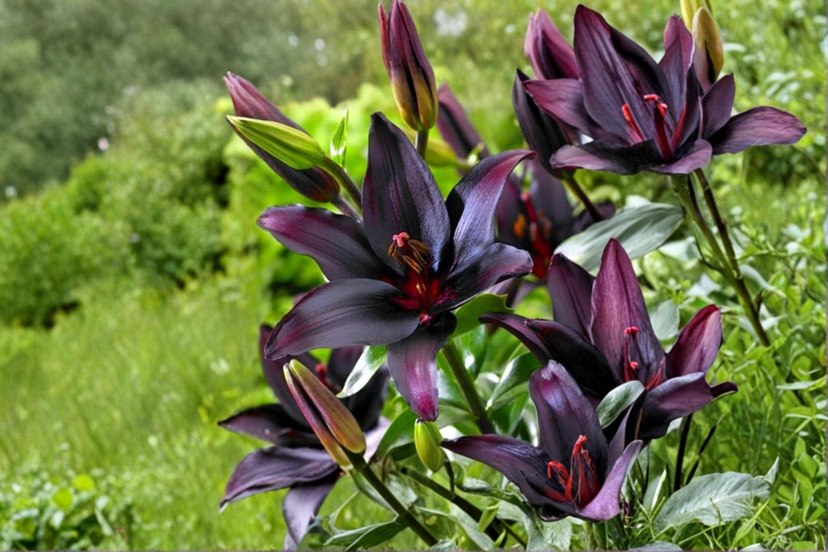 Blackstone Lily Bulbs – Deep Burgundy Asiatic Lily – Perennial Flowering Bulb – Lilium asiatic hybrid