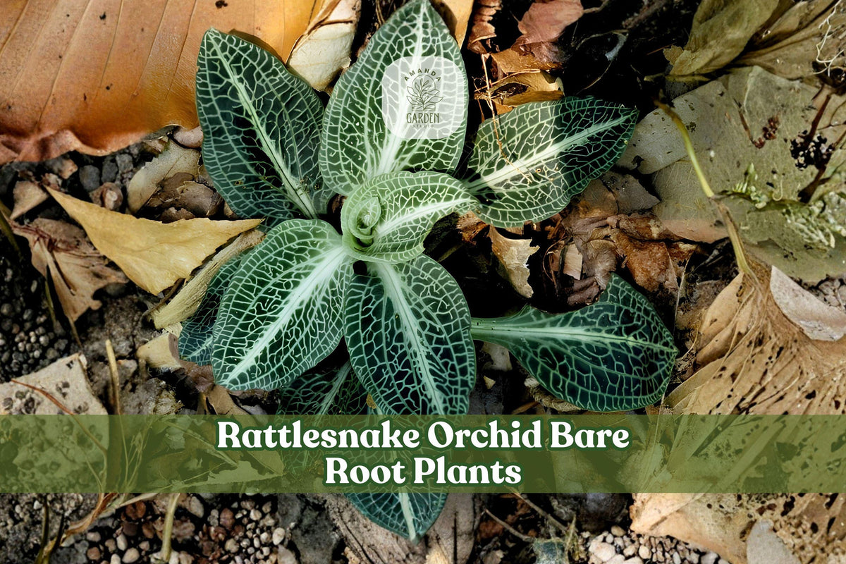 5 Rattlesnake Orchid Bare Root Plants | Woodland Native Perennial | Goodyera oblongifolia Shade Garden Plant