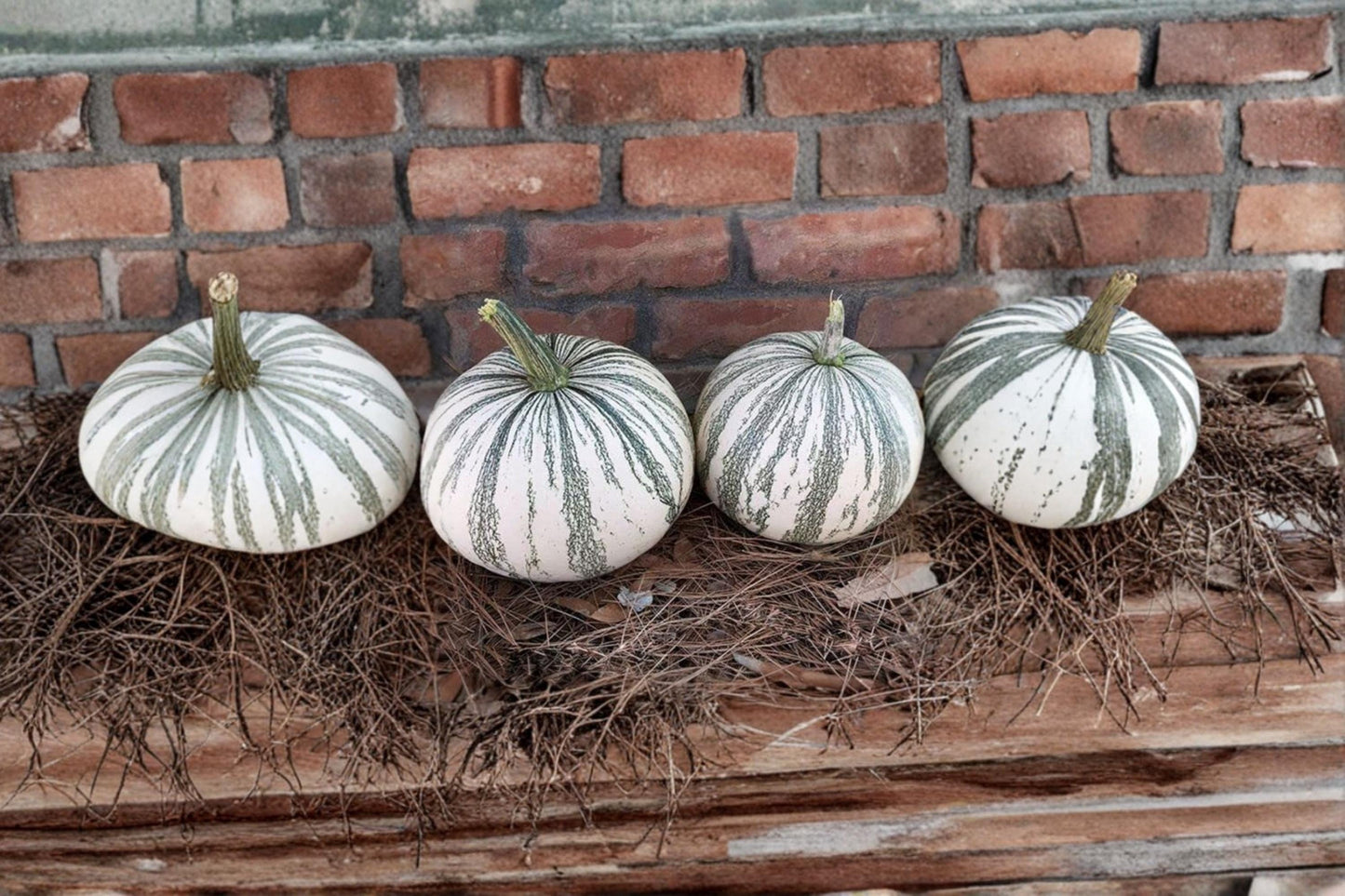 Silver Edge Pumpkin Seeds for Planting – Exotic Striped Cucurbita maxima Ornamental Pumpkin Seeds