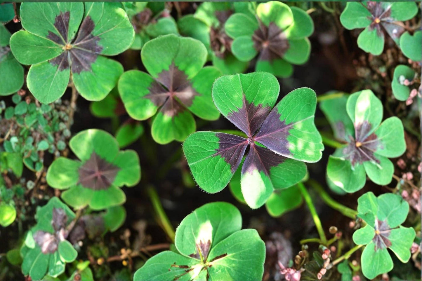 Holy Cross Shamrock Bulbs – Oxalis deppei Foliage Plant with Green and Purple Leaves, 10 Bulbs for Container & Garden