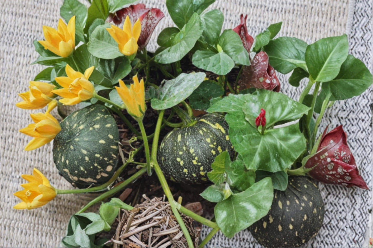 Giant Goblin Pumpkin Seeds – Ornamental Cucurbita pepo for Autumn Decor and Garden Planting, 10 Seeds