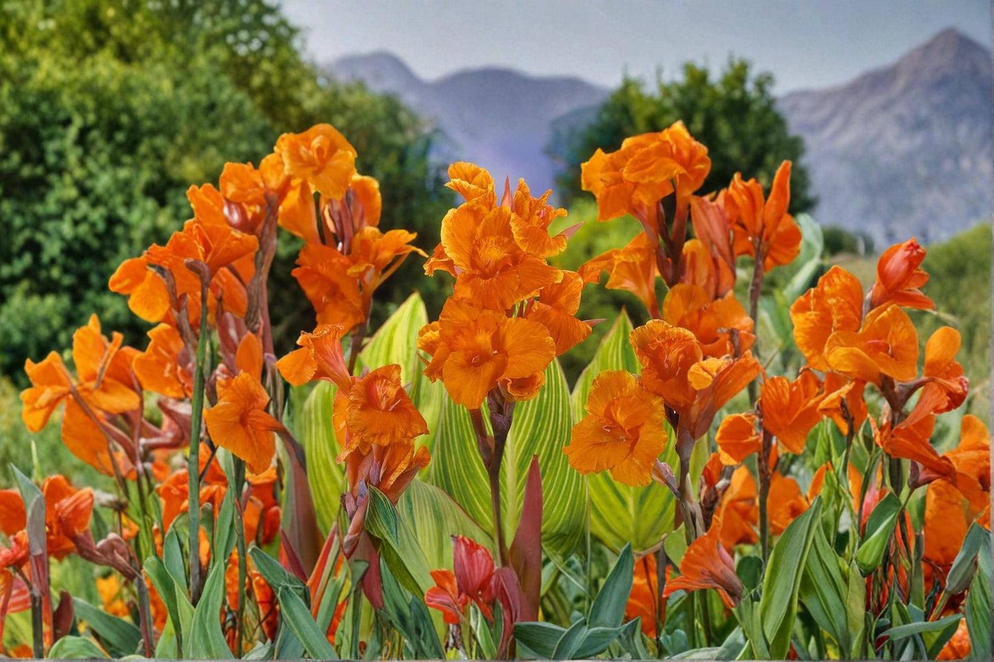 Pretoria Canna Lily Bulbs – Orange Tropical Flowering Bulbs for Garden, Patio & Landscape – Canna indica