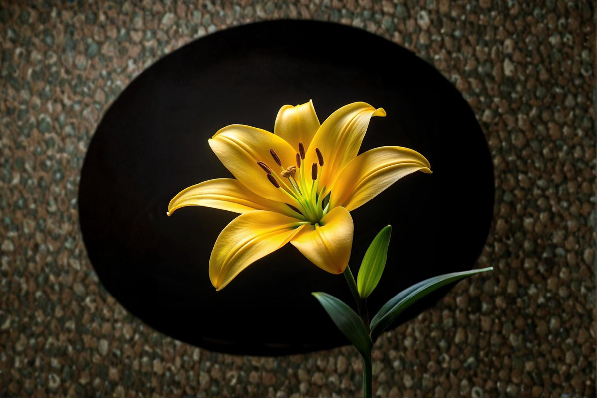Yellow Diamond Lily Bulbs – Perennial Lilium Hybrid Flower Bulbs for Garden, Borders & Containers