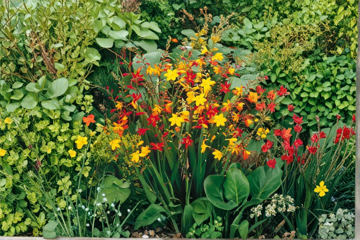 Mixed Color Crocosmia Bulb - Perennial Flowering Bulb for Garden Borders & Containers - Crocosmia hybrid