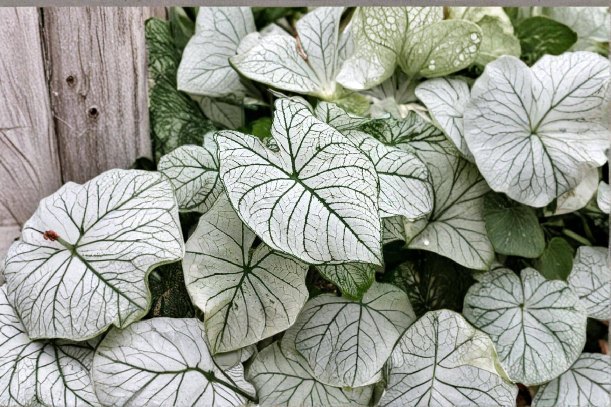 White Candidum Caladium Bulbs – 12 Pack, Caladium bicolor, Tropical Foliage Plant for Shade Gardens & Containers