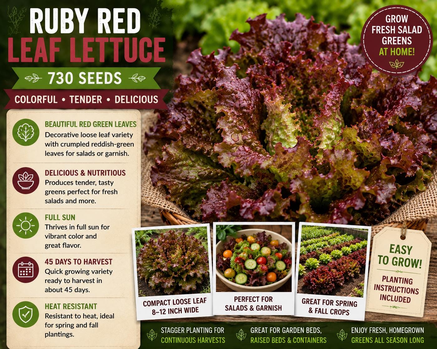 Ruby Red Leaf Lettuce Seeds – Loose Leaf Salad Greens, Heat-Resistant Lactuca sativa, Reddish-Green Leaves, Vegetable Seed Pack