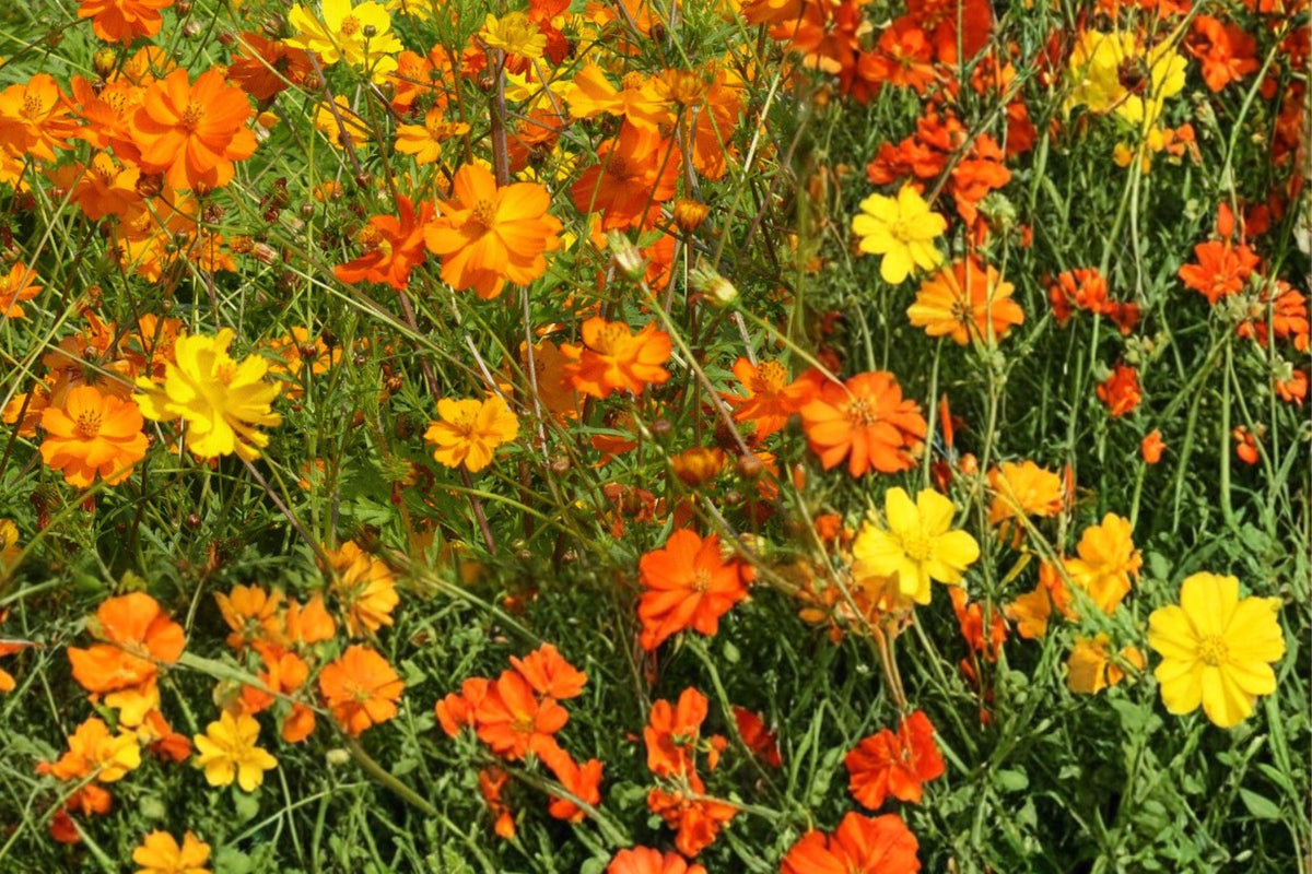 Bright Lights Cosmos Seeds – Cosmos sulphureus Mix Orange and Yellow Annual Flower for Sunny Gardens