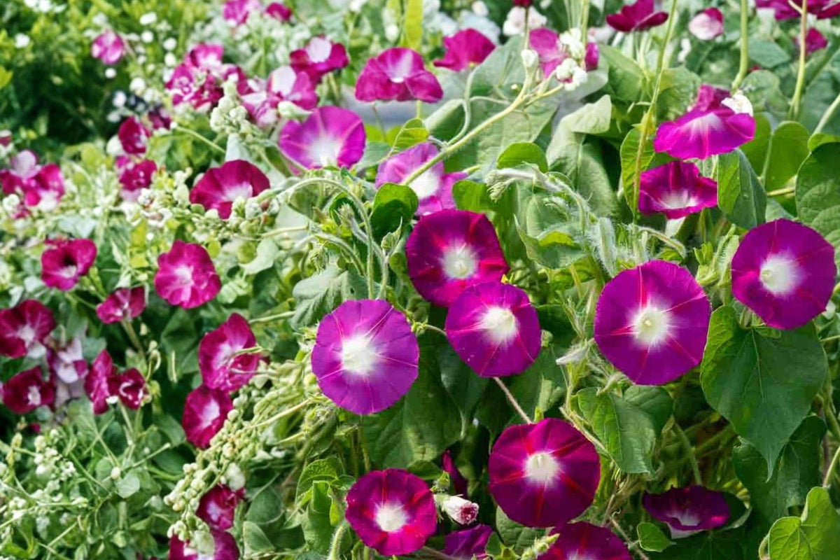 Scarlet O'Hara Morning Glory Seeds – Ipomoea purpurea Deep Pink Climbing Vine with White Center, Annual Flowering Vine for Garden Trellises